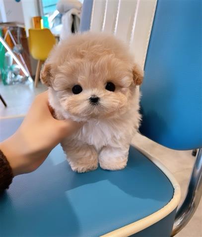 $350 : MALTIPOO EN VENTA image 1