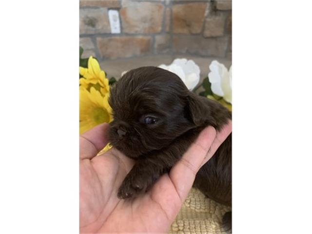 $350 : Shihtzu image 3