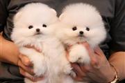 $500 : Lindos Cachorros Pom para thumbnail