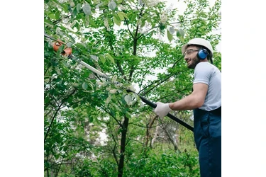 Professional Tree Care en Sacramento