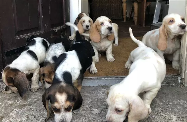 $500 : Basset Hound puros de calidad image 3