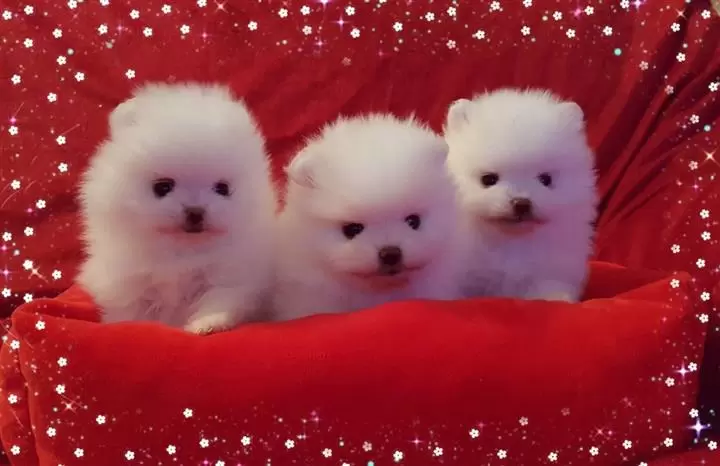 $400 : Pomeranian puppies image 1