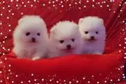 Pomeranian puppies