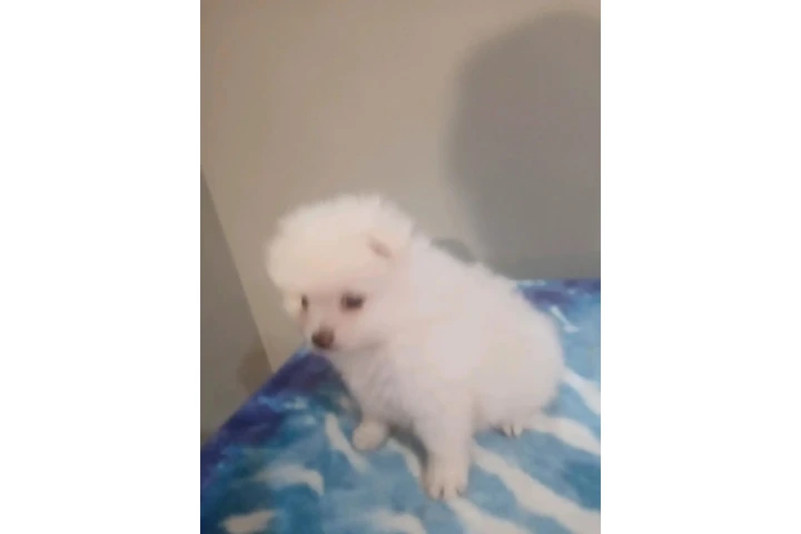 🐾 Hermosas PERRITAS en VENTA image 5