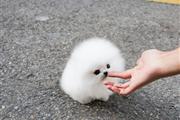 $250 : Teacup Pomeranian puppies thumbnail