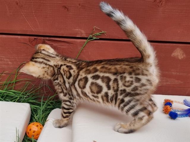$100 : sweet Leopard Bengal Kittens ❤ image 2