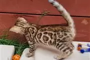 $100 : sweet Leopard Bengal Kittens ❤ thumbnail