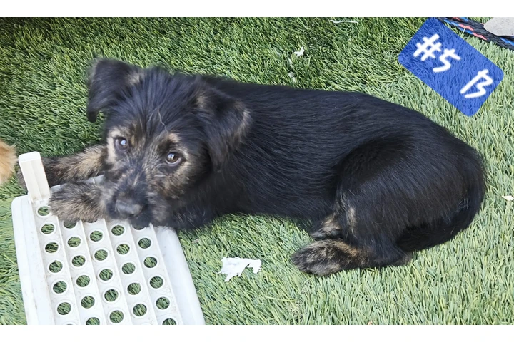 Perritos de 10 Semanas⁹ image 1