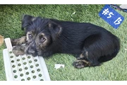Perritos de 10 Semanas⁹ en Los Angeles