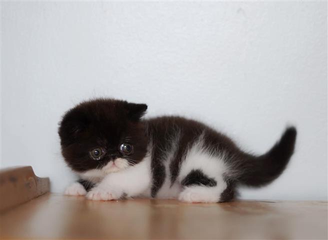 $400 : larry peter kittens image 1