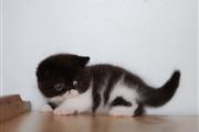 $400 : larry peter kittens thumbnail