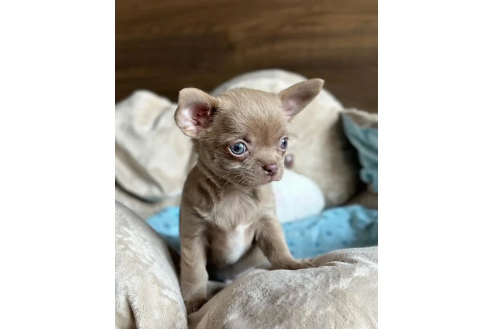 $500 : Chihuahua puppies image 6