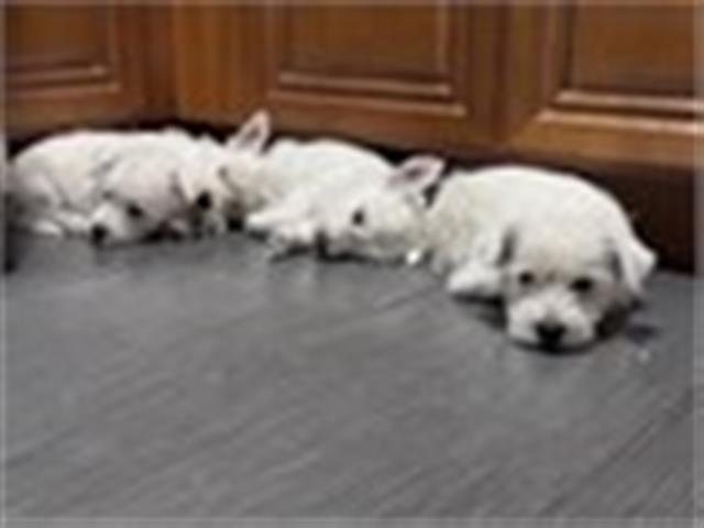 $5000 : Westie - West Highland puppies image 2