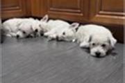 $5000 : Westie - West Highland puppies thumbnail