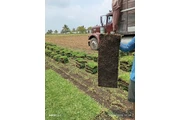 VENTA DE PASTO SAN AGUSTÍN en Veracruz