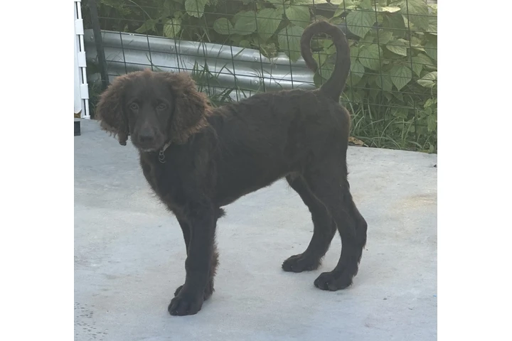 Goldendoodle standard image 4