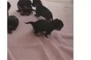 cachorro yorkshire terrier en Sacramento