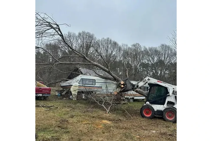 Expert Tree Care image 5