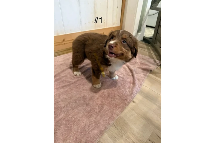 $1800 : 4 Whoodle puppies image 4