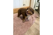 $1800 : 4 Whoodle puppies thumbnail