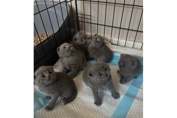 $240 : Gatitos Bengalíes en adopción image 2
