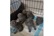 $240 : Gatitos Bengalíes en adopción thumbnail