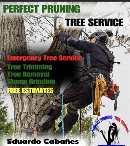 Tree service image 2