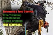 Tree service thumbnail 2