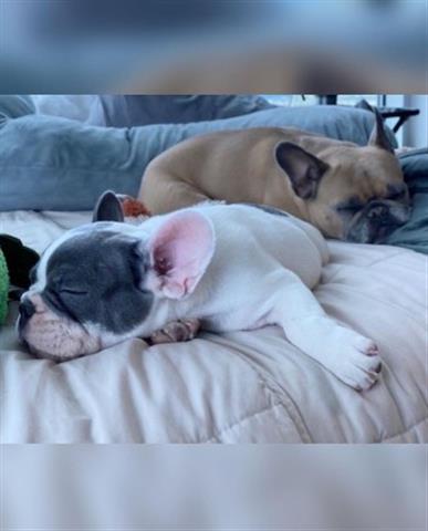 $700 : pure breed French bull-dog pup image 2