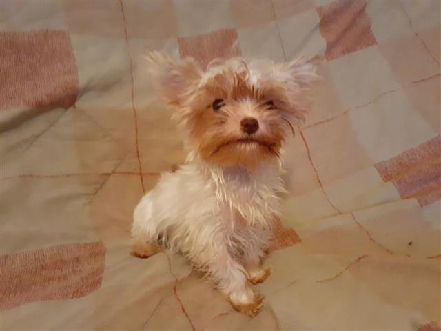 yorkie puppy for sell image 2