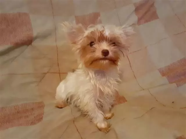 $400 : yorkie puppy for sell image 2