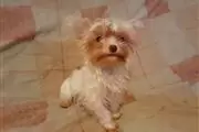 $400 : yorkie puppy for sell thumbnail