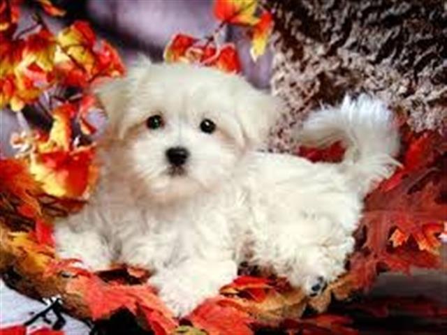 $500 : Fantastic White Maltese puppie image 1
