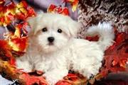 Fantastic White Maltese puppie
