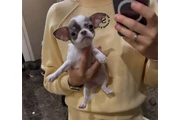 Cachorros Chihuahua en Riverside