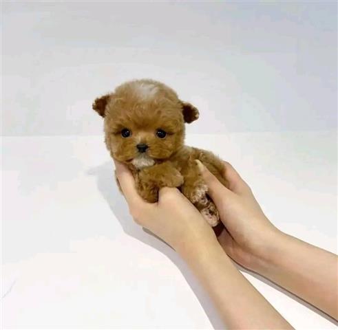 $400 : Teacup poodle puppies image 3