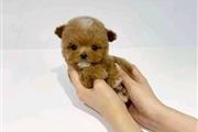 $400 : Teacup poodle puppies thumbnail