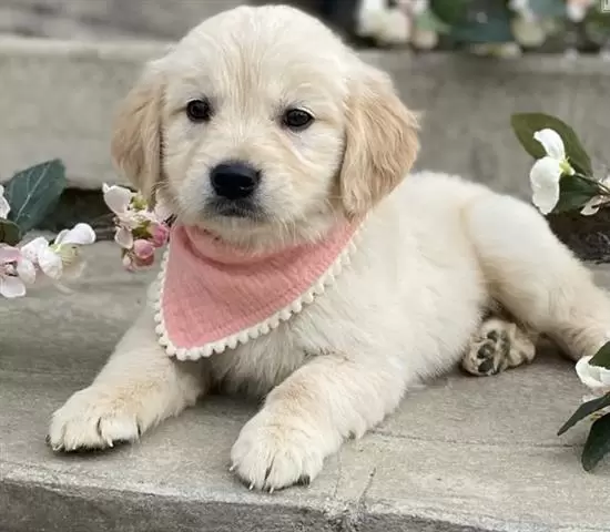 $350 : Golden retriever puppy for sal image 1