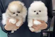 Pomeranian puppy thumbnail