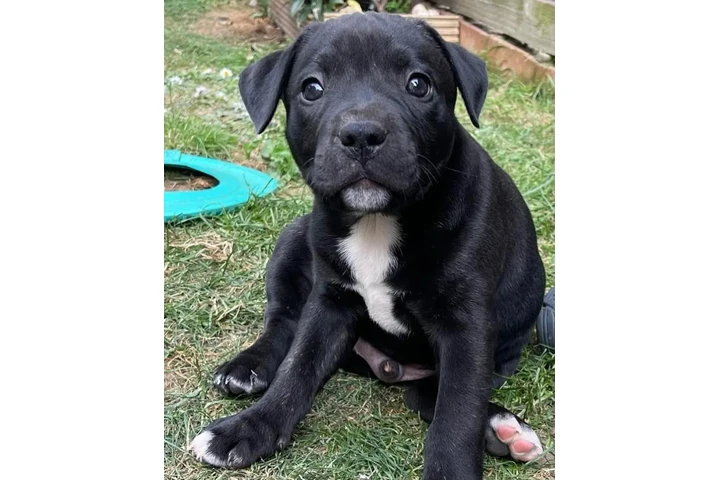 $350 : Pitbull image 2