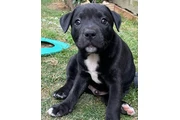 $350 : Pitbull thumbnail
