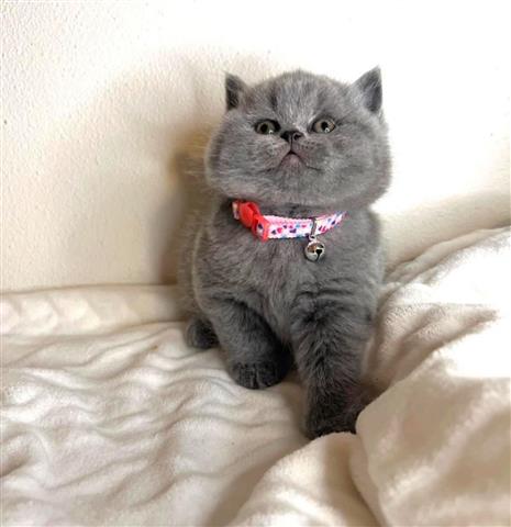 $240 : British Shorthair for sale image 1