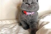 British Shorthair for sale en Philadelphia