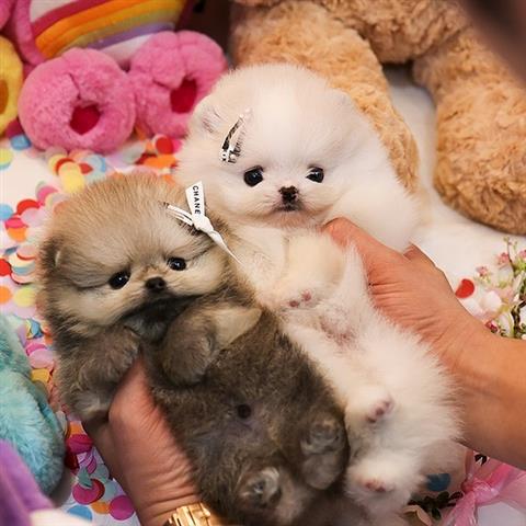 $350 : Cachorros Pomerania en venta image 2