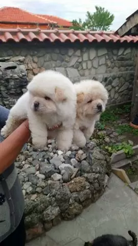 $420 : Chow Chow puppies image 1