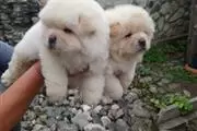 Chow Chow puppies en Toronto