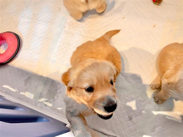 $500 : Golden Retriever puppy for sal image 2