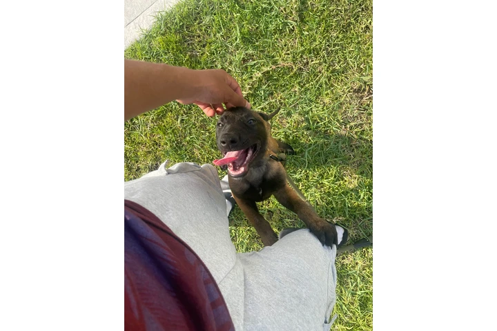 CACHORROS BELGA MALLINOIS image 3