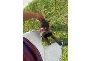 CACHORROS BELGA MALLINOIS thumbnail