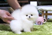 $300 : Pomeranian teacup PUPPY thumbnail